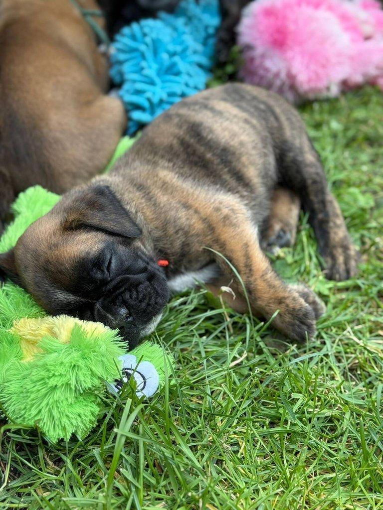 Štěňata německého boxera s PP