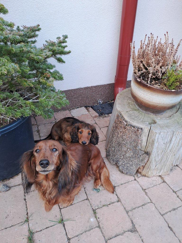 Jezevčík dlouhosrstý standardní s PP