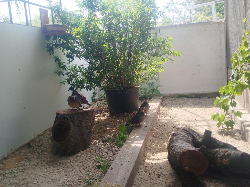 Holub Bartlet -Gallicolumba crinigera