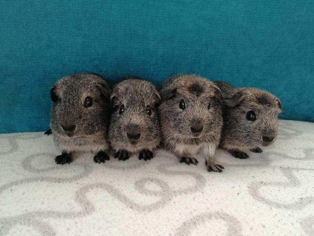 Morčata - hladké, crested