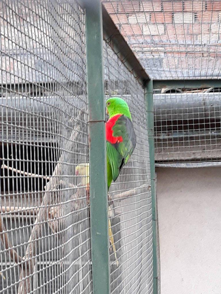 Prodám papoušek červenokřídlý