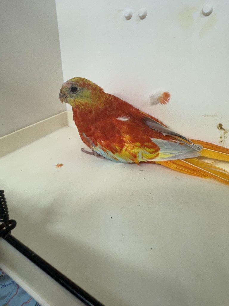 Neofémy tyrkysové rudoprsé opalíny