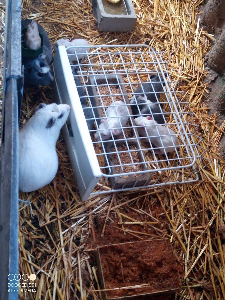 Obří Cuy morčata Doležal morče cuy