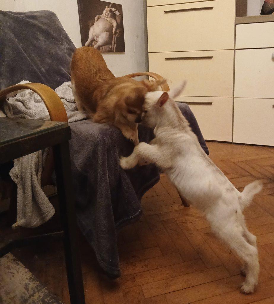 ZAKRSLÁ HOLANDSKÁ KOZA - RUČNĚ DOKRMENÁ KŮZLATA