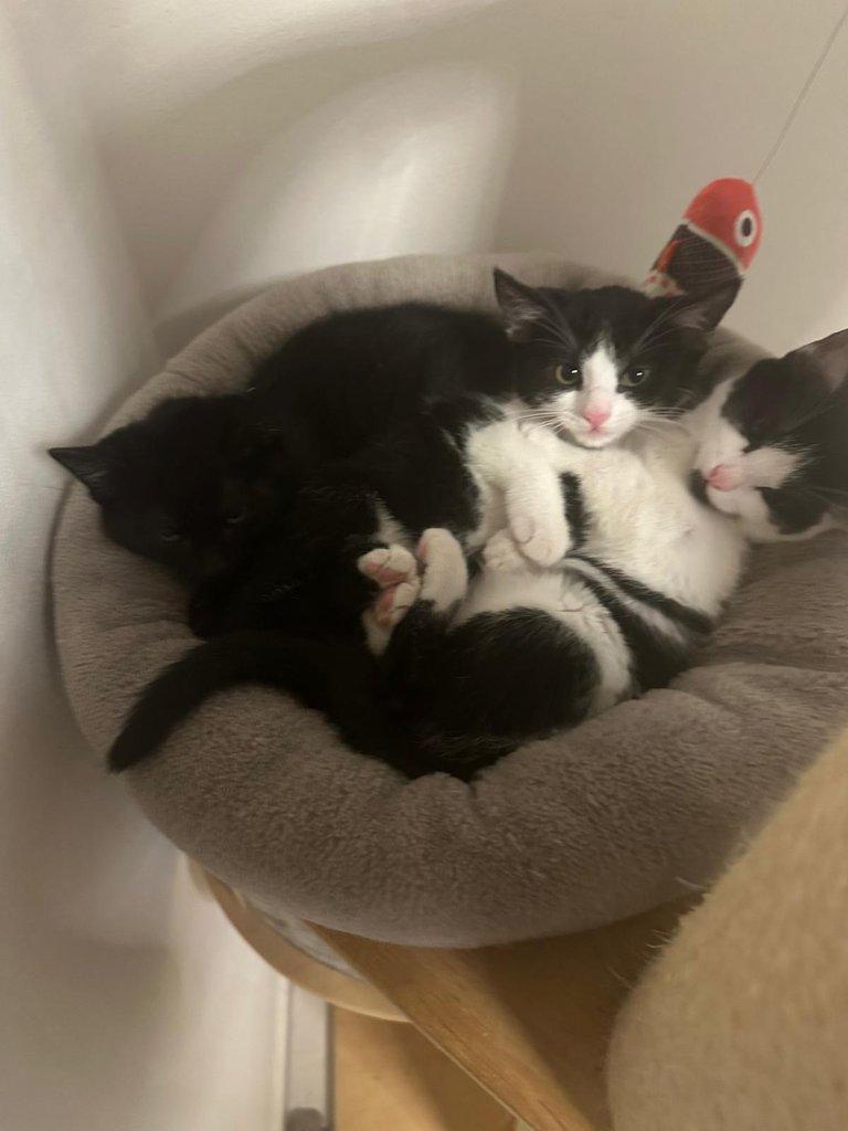 Opuštěné kočičí holčičky