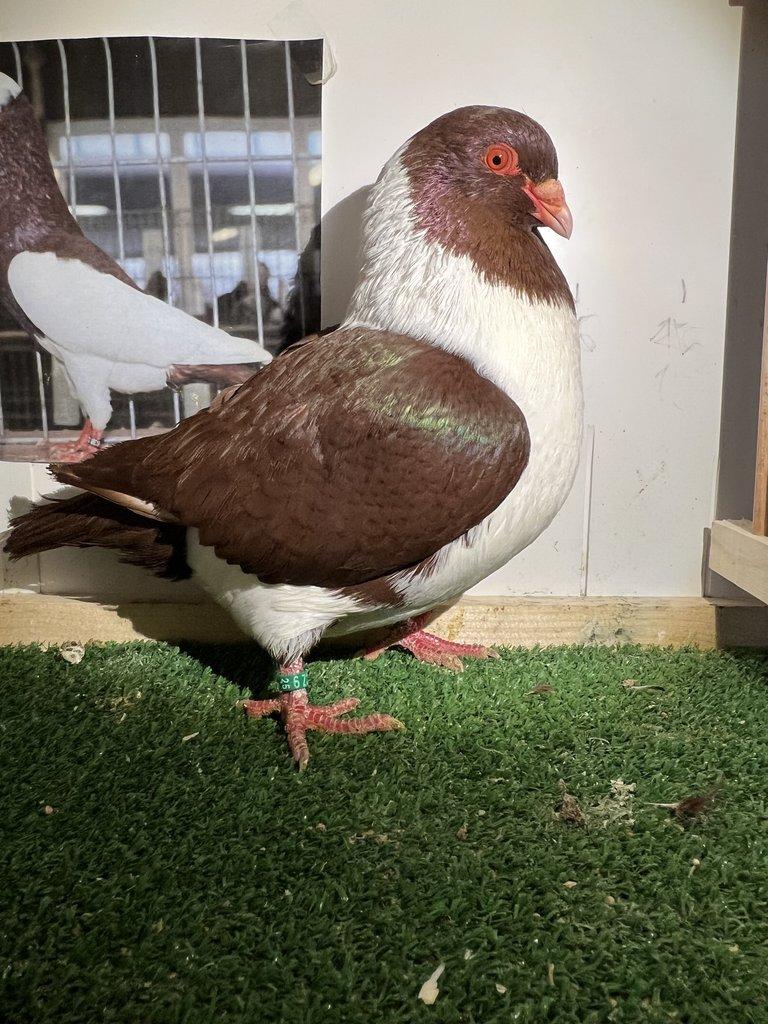 Moravský pštros červený - Pár