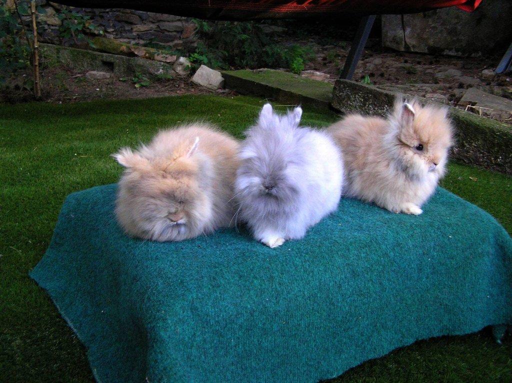 Teddy králíčci mláďata z kvalitního chovu