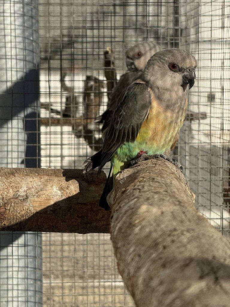 0.2 Papoušek červenobřichý (P. Rufiventris)