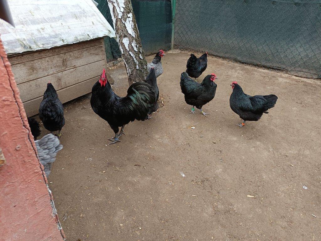 Australka zdrobnělá černá