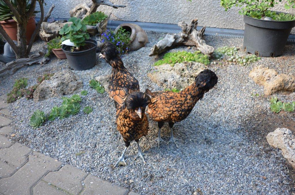 Zdrobnělá paduánka