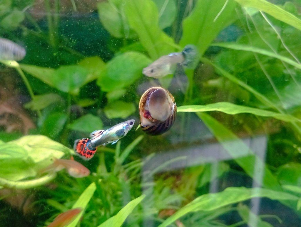 Poecilia reticulata - Red Mosaic Dumbo Ear