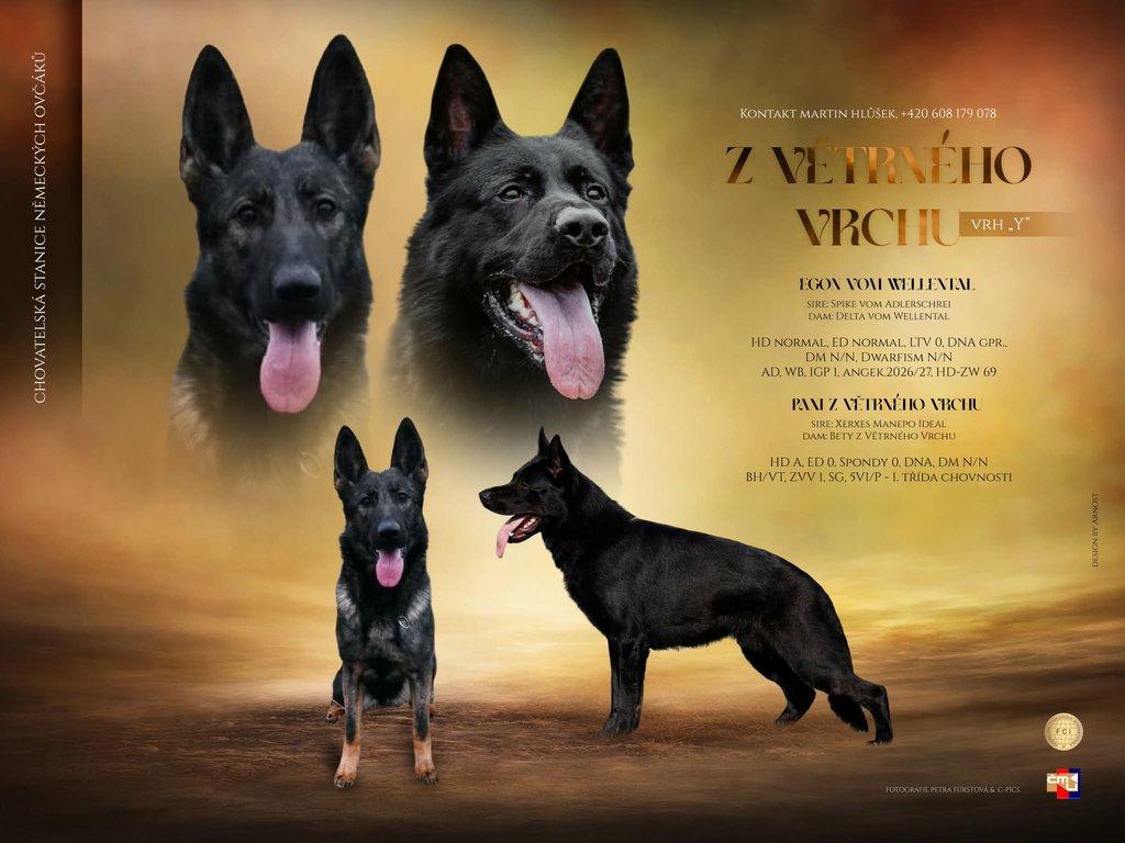 Německý ovčák štěňata s PP