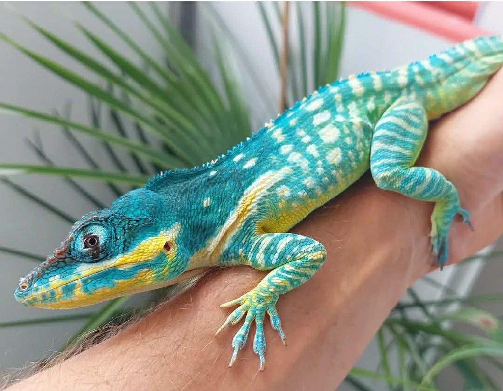 Ostrava 29.3 Anolis potior, baracoae, chamaeleolis