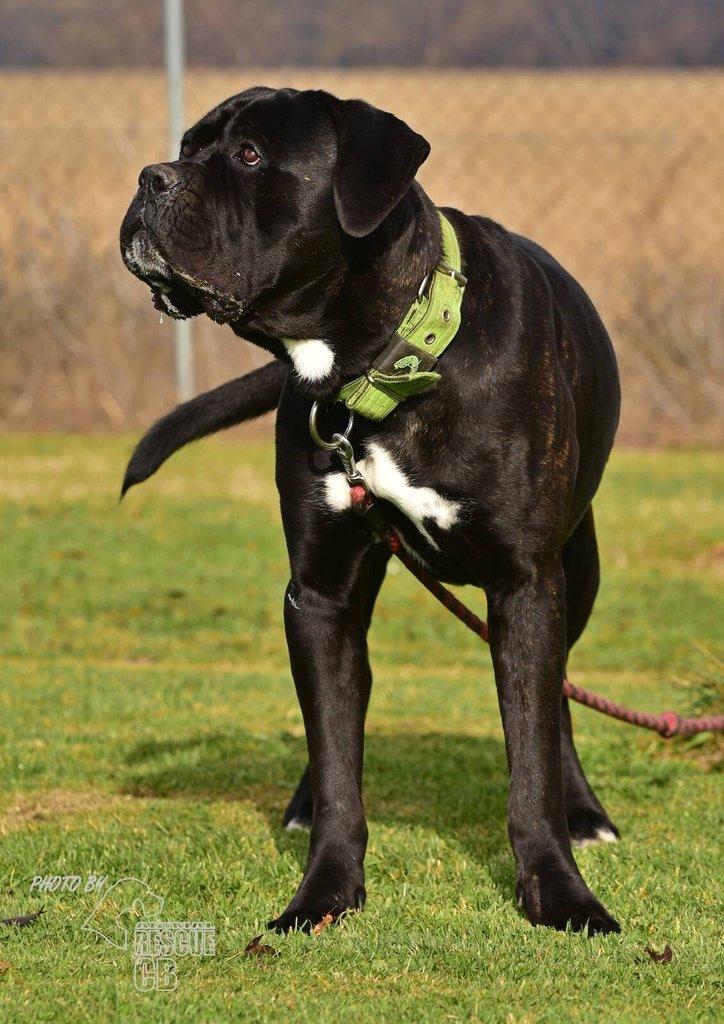 Darujeme nalezeného křížence Cane Corso