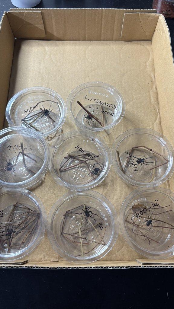 Pavouci aktuální nabídka 13.11