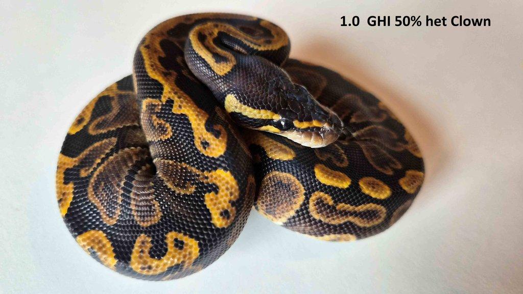 Krajta královská - prodám vlastní odchov 2023 - 2025