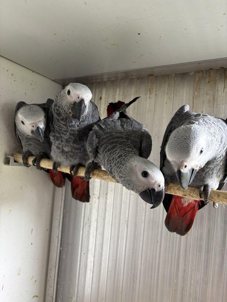 Dokrmenné ochočené žaky velké