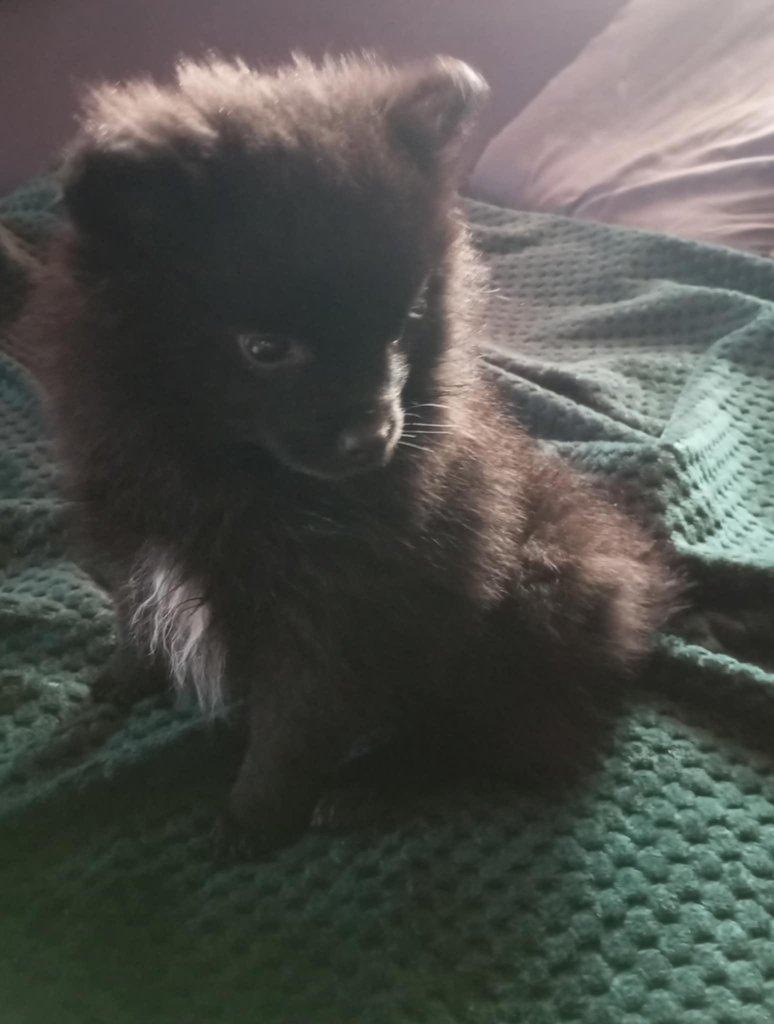 Prodám štěňátko Špice