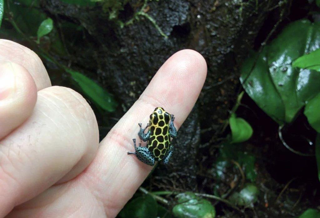 Koupím pralesničky klamavé Ranitomeya imitator