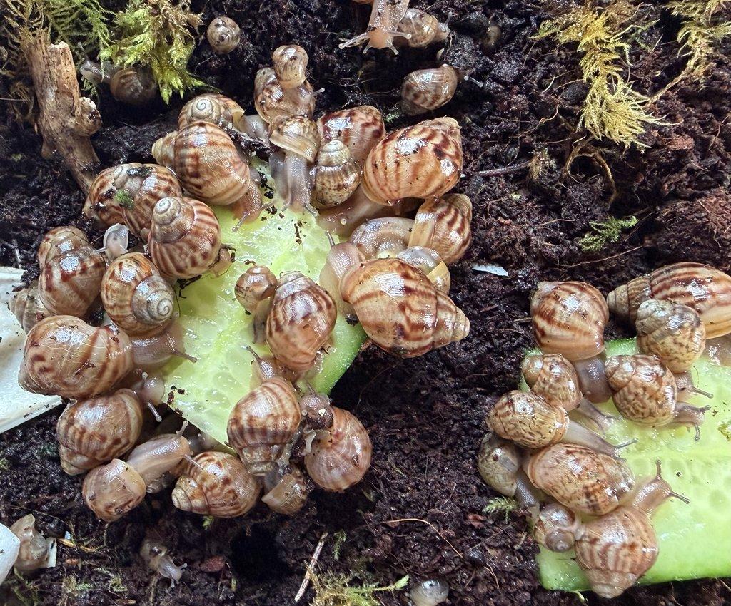 Lissachatina immaculata immaculata