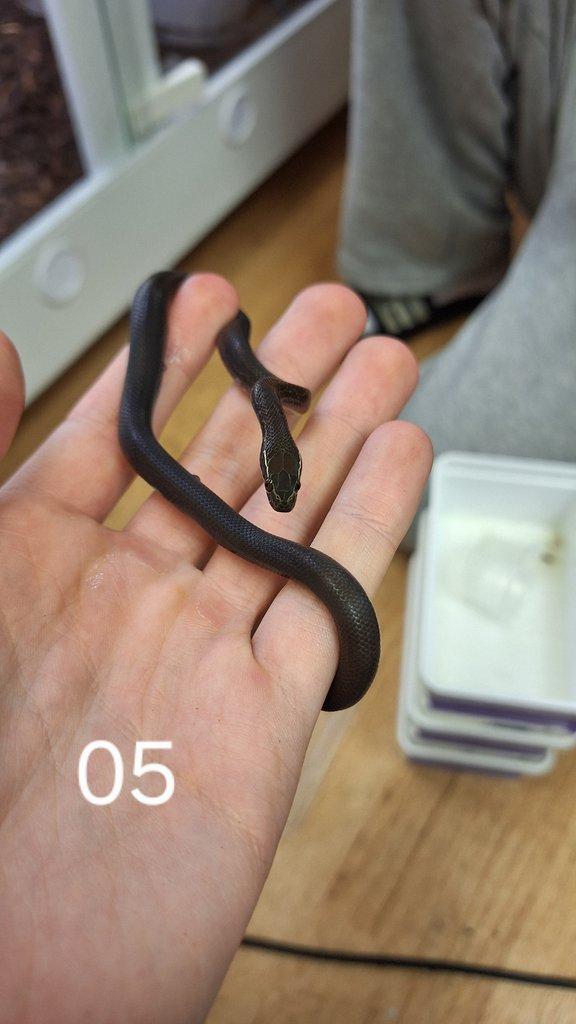 Prodám P. guttatus, B. fulignosus a P. regius