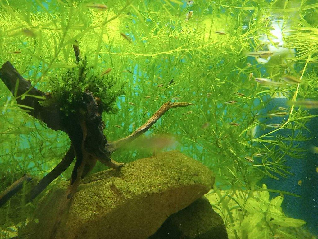 Prodám heterandria formosa