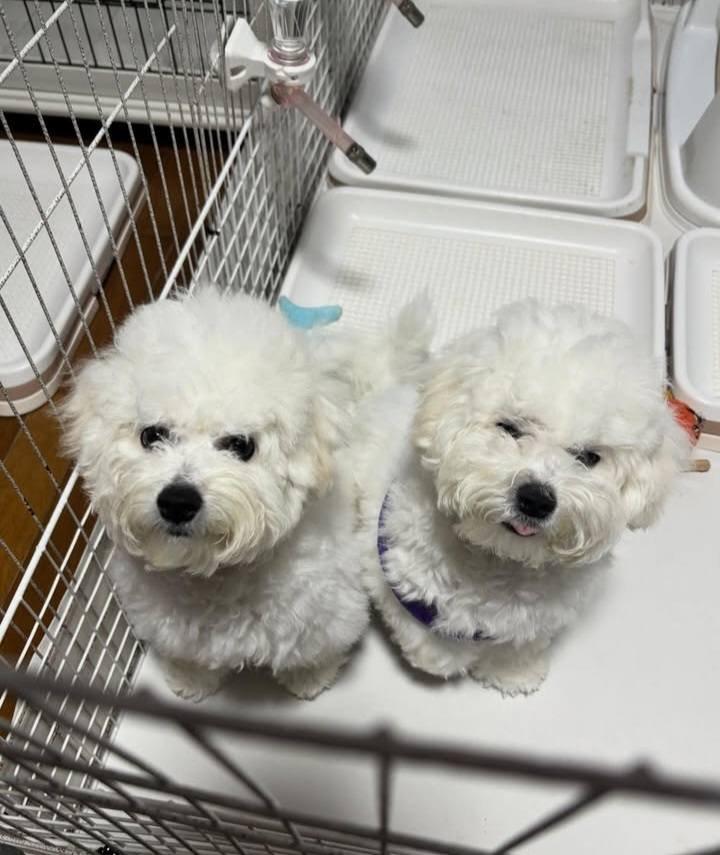 Čistokrevný bišonek.