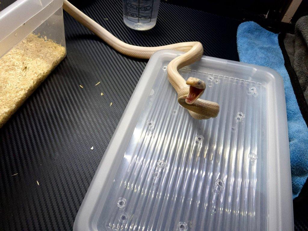 Pantherophis obsoletus lindheimeiri CB: 10/024