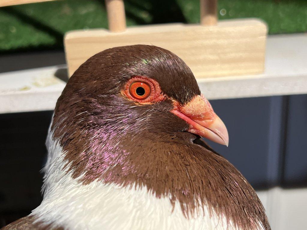 Moravský pštros červený - Pár