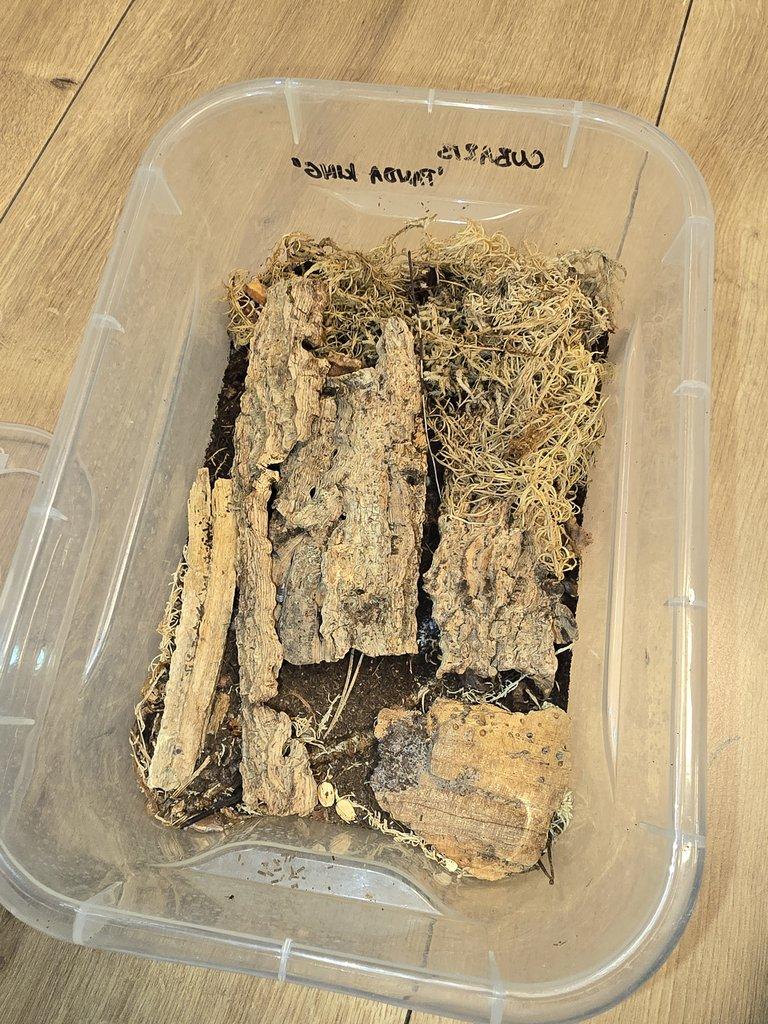 Redukce chovu isopod - celé boxy za zlomek ceny (spěchá)