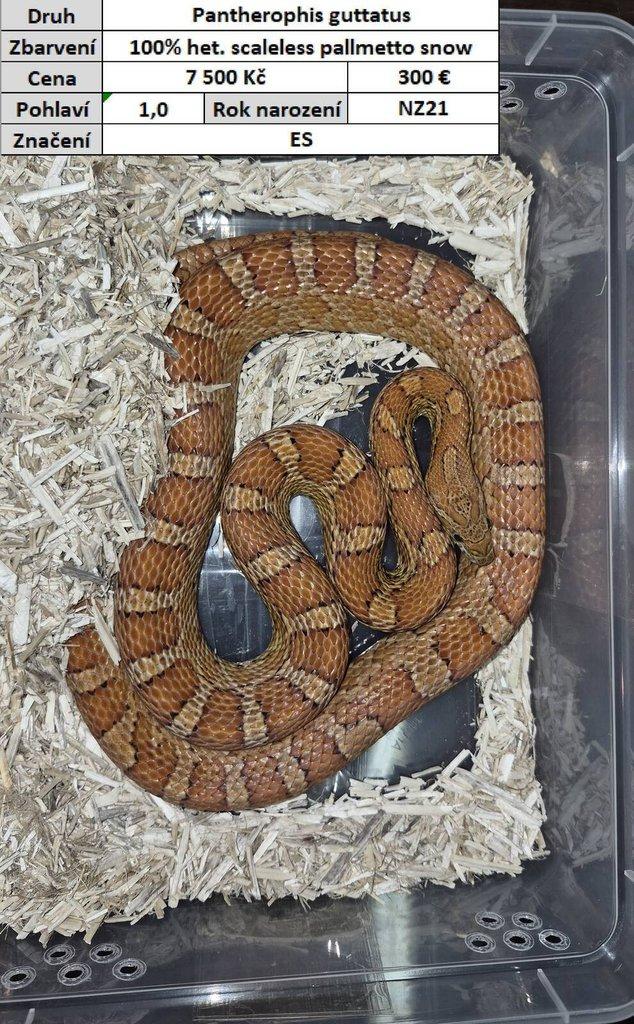 Pantherophis guttatus