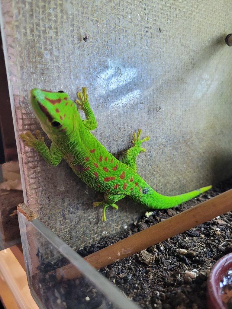 Felsuma madagaskarská