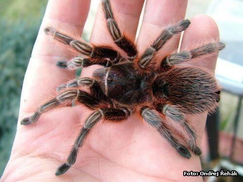 Grammostola rosea RED