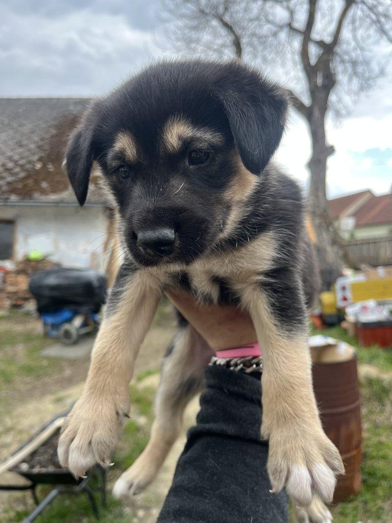 Prodám štěňátka