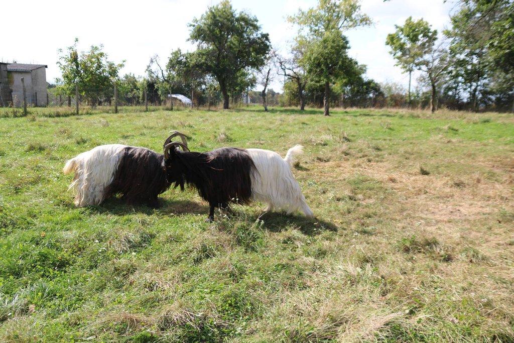 Pronájem celé samostatné stáje s výběhy