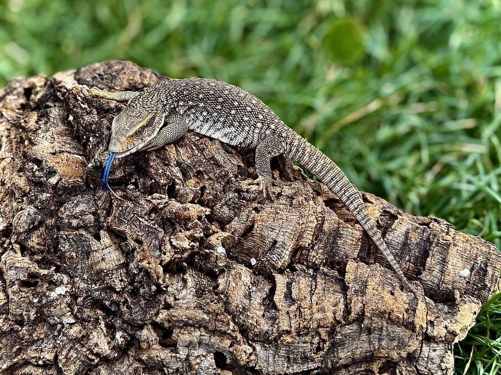 Varanus :
