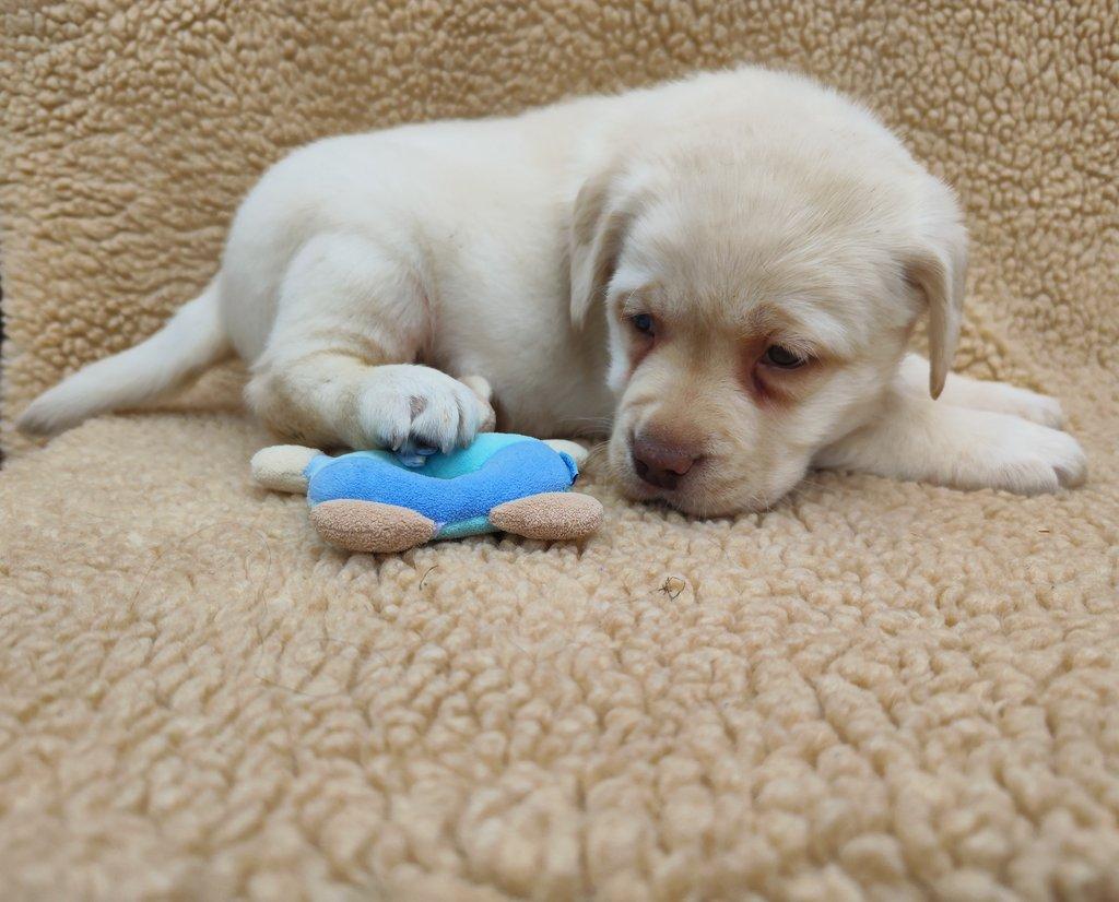 Nabídka štěněte labradorského retrievera