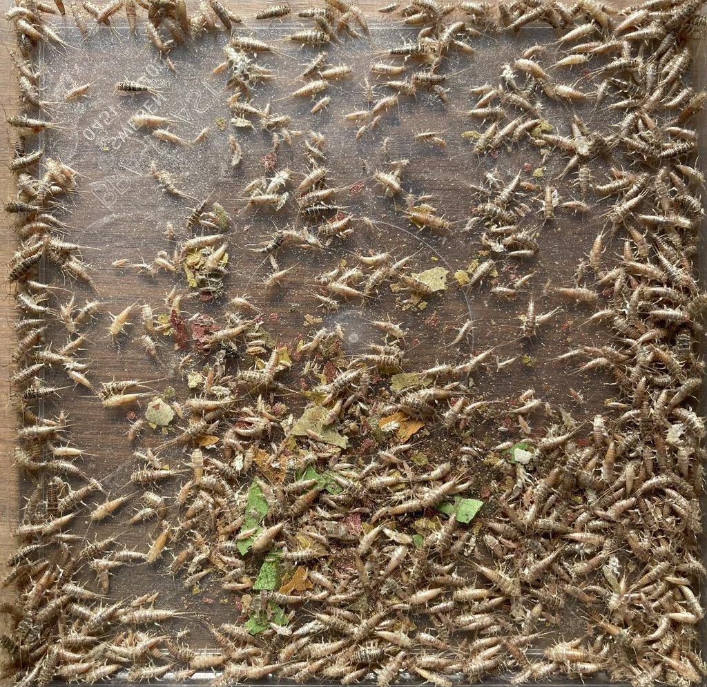 Thermobia domestica - rybenka skleníková