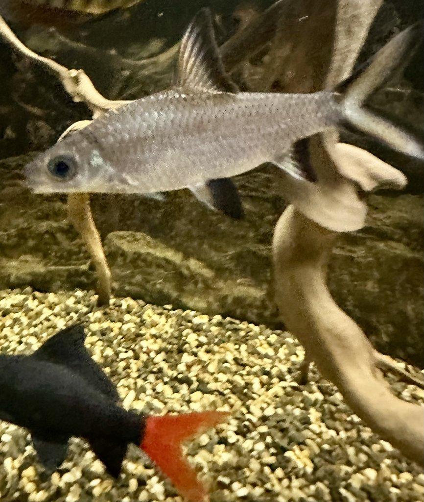 PARMIČKA ŽRALOČÍ