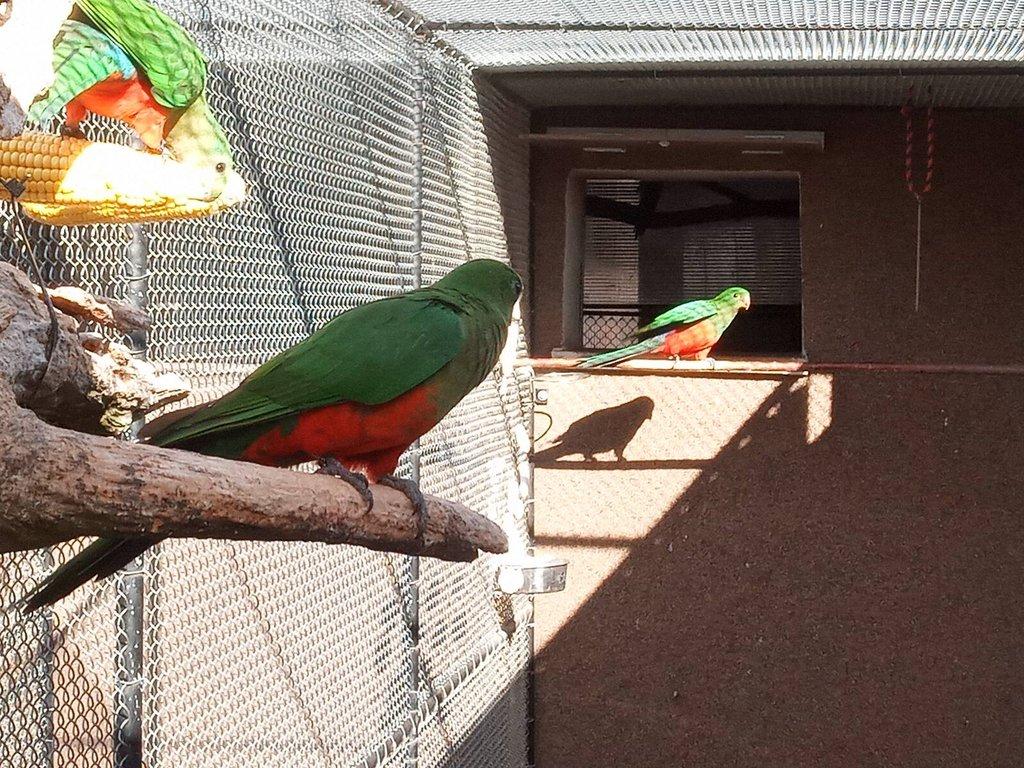 Papoušek královský