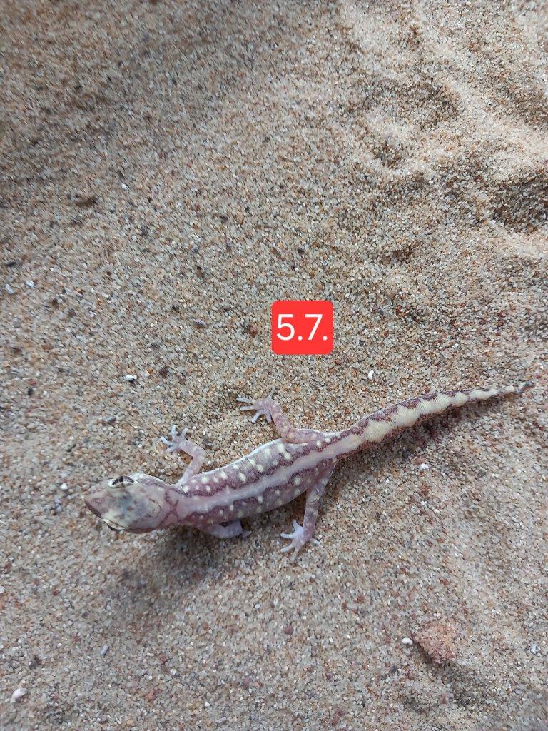 Pár Lucasium damaeum