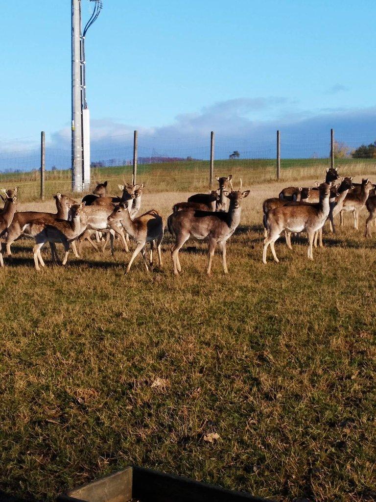 Prodám daňčí zvěř