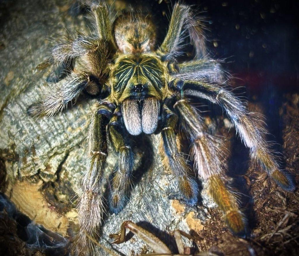 B. hamorii, B. boehmei, M. balfouri, G. pulchripes, H. pulchripes ...