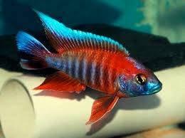 Tlamovci jezera Tanganika a Malawi.