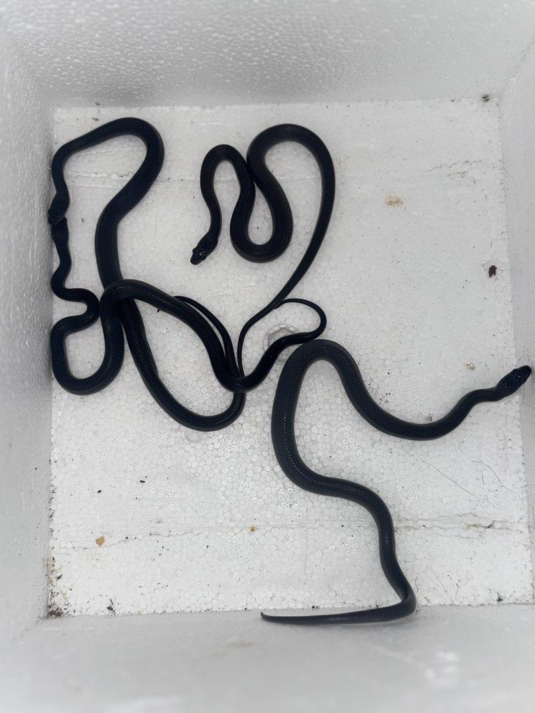 Lamprophis fuliginosus black