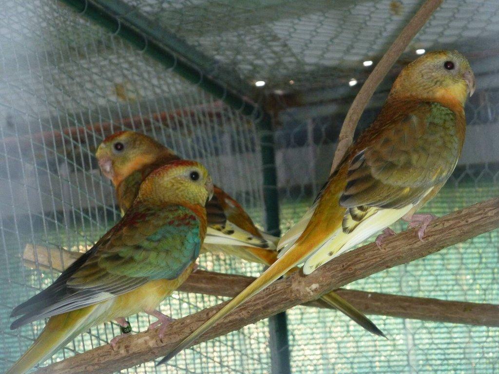 Prodám papoušek zpěvavý