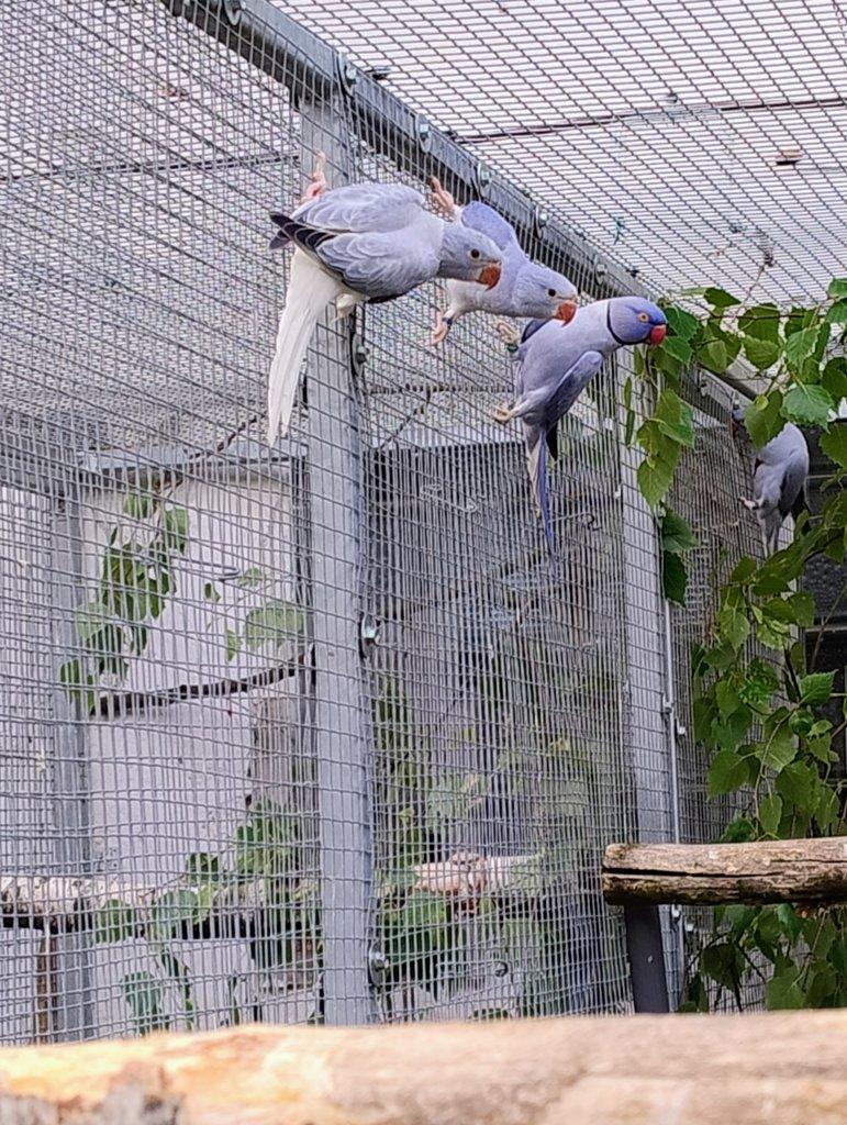 Alexandr malý loňský samec Violeta ho stepi na opalin