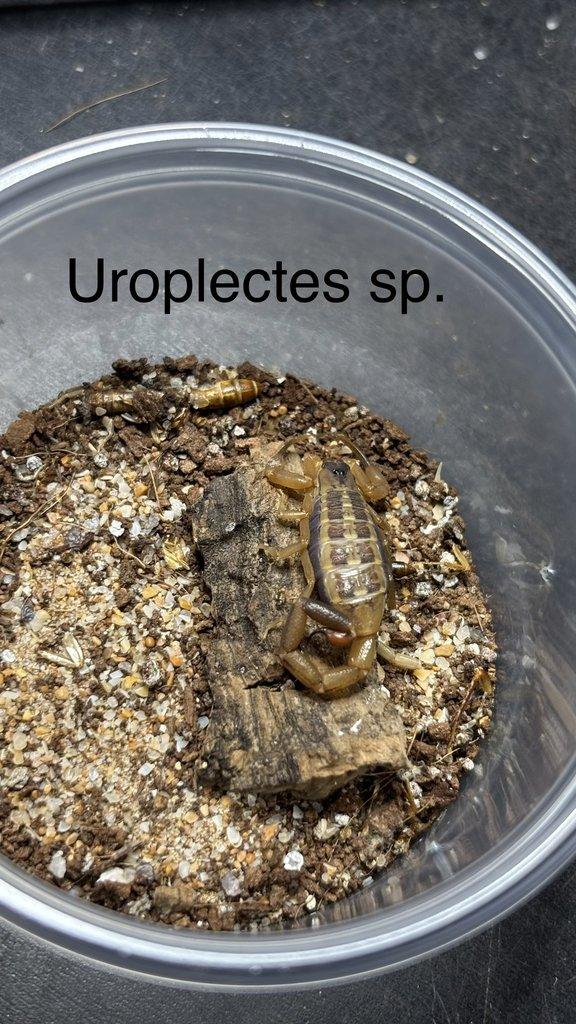 Štíři aktuální nabídka 21.4.