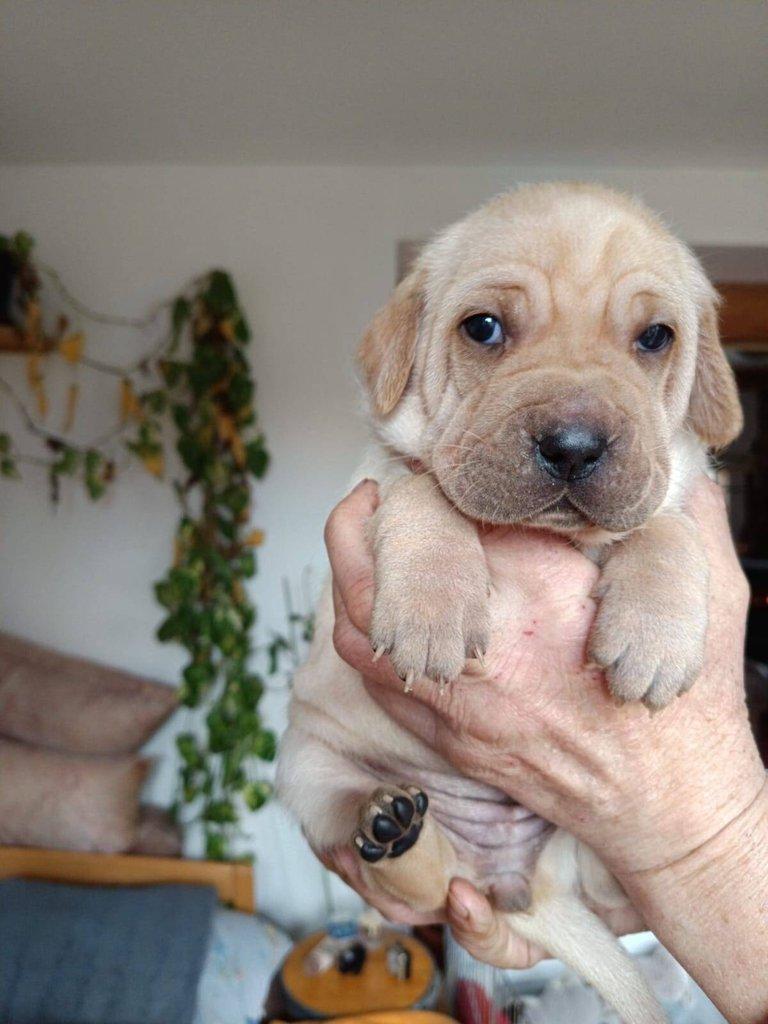 Štěňata- kříženci