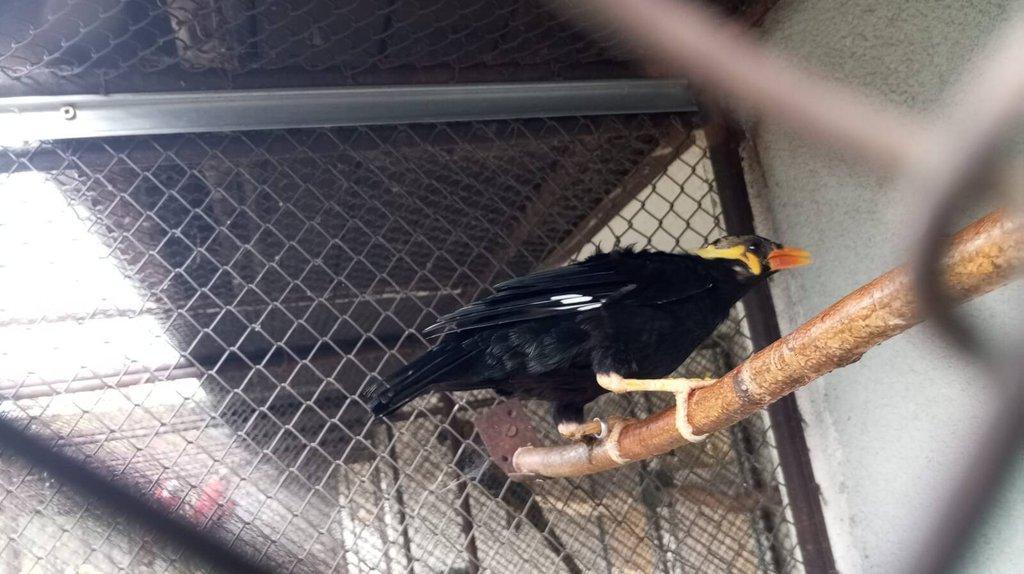 Prodám Loskuták posvatný